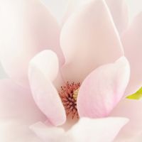 Magnolia-Blossom