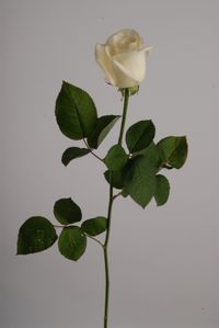 Rose by Stefan B&ouml;hme